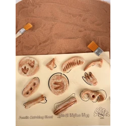 YIPPEE! Sensory Dinosaur Fossil Kit by Rahma