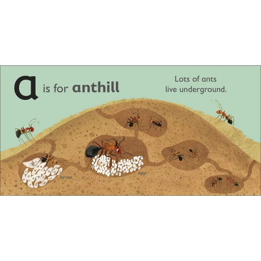 DK Book: A is for Ant - DK Books - Image 3