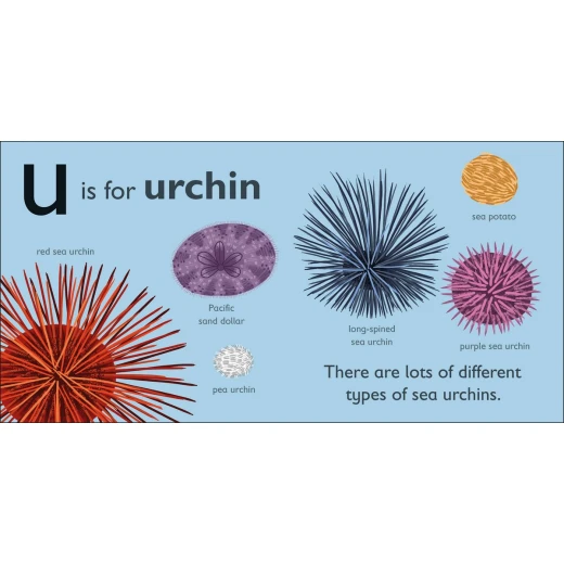 Dk Books Publisher Book : ( U ) Is For Urchin - DK Books - Image 2