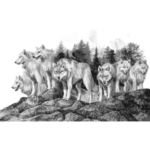 كتاب : ذئب اسمه طواف من دار اشجار - دار اشجار - Image 3