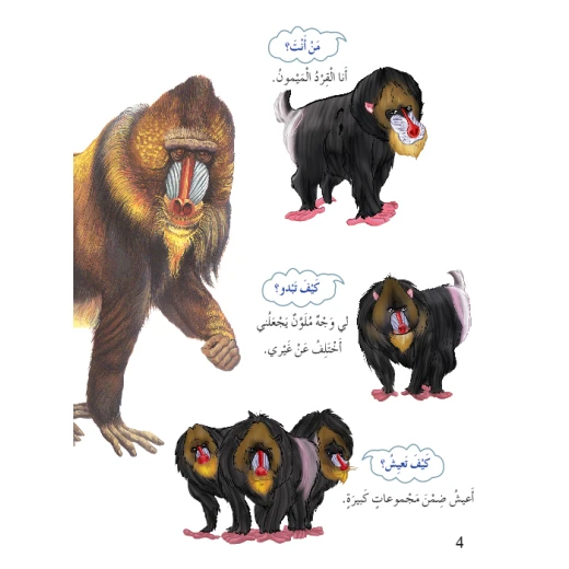اسئلتي واجوبتي الاولى: القرود من دار المنهل - دار المنهل - Image 4
