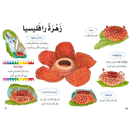 اسئلتي واجوبتي الاولى: الغابات المطرية من دار المنهل - دار المنهل - Image 6