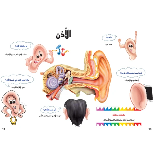 اسئلتي واجوبتي الاولى: جسم الانسان من دار المنهل - دار المنهل - Image 2