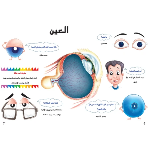 اسئلتي واجوبتي الاولى: جسم الانسان من دار المنهل - دار المنهل - Image 4