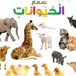 Dar Al Manhal My First Questions And Answers: Small Animals - Dar Al Manhal