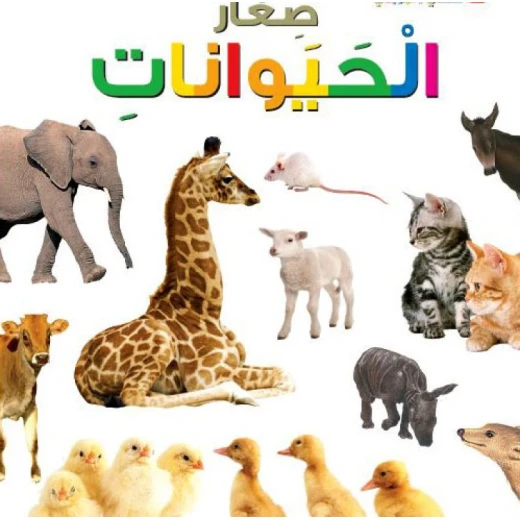 Dar Al Manhal My First Questions And Answers: Small Animals Dar Al Manhal My First Questions And Answers: Small Animals