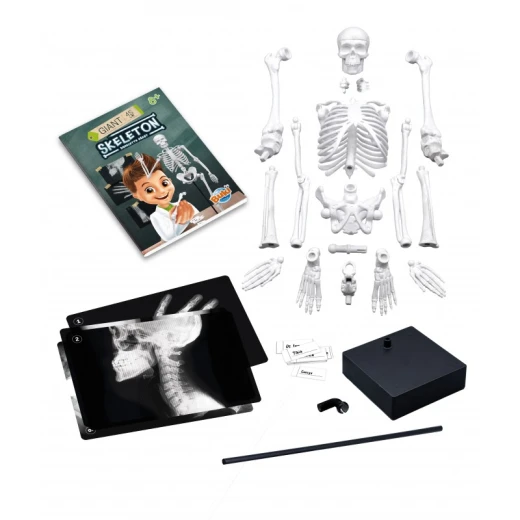 Buki  Skeleton 45 cm - Buki - Image 2