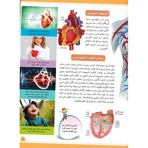 تجربة تطبيقية عن الدورة الدموية - Image 2