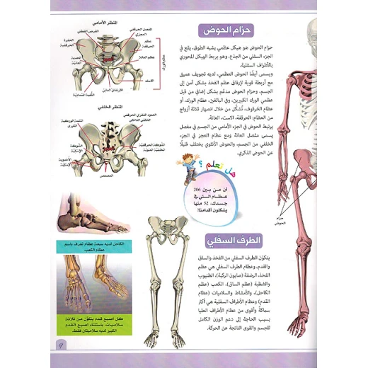 تجربة تطبيقية عن الهيكل العظمي - Image 2