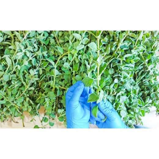 Zaعtarna Regular Thyme - zaعtarna - Image 2