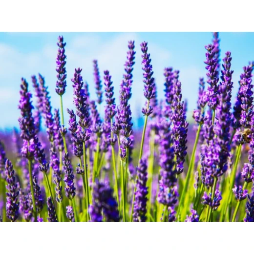 Life Wet Wipes 120 Sheets, Fresh Lavender - Life Touch - Image 2