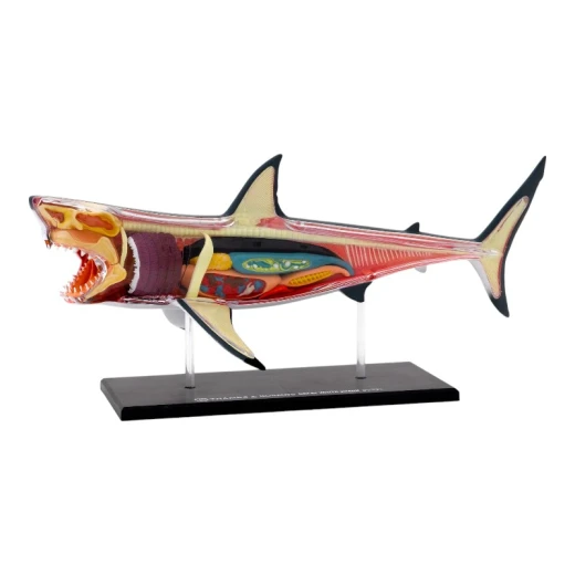 THAMES & KOSMOS Great White Shark Anatomy Model - Thames&amp;Kosmos - Image 3