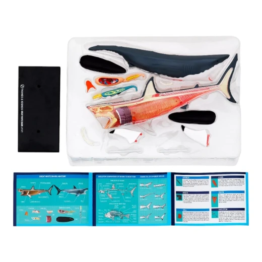 THAMES & KOSMOS Great White Shark Anatomy Model - Thames&amp;Kosmos - Image 5