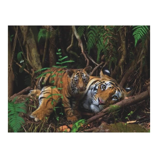 New York National Geographic Puzzle 1000 Pieces Mother Tiger and Cub - New York Puzzle Company - Image 4
