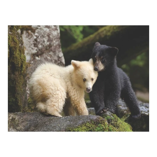 New York National Geographic Puzzle 1000 Pieces Bear Buddies - New York Puzzle Company - Image 4