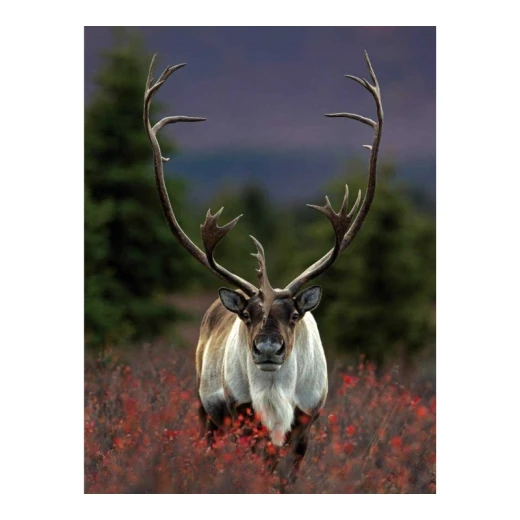 New York National Geographic Puzzle 1000 Pieces Spirit of the North - New York Puzzle Company - Image 4