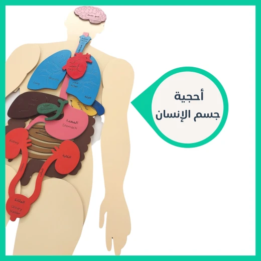 أحجية جسم الإنسان الخشبية - أحجية - Image 2