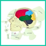 Wooden Brain Puzzle - Ahjiah