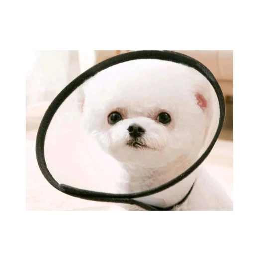 Pets Protective Collar , One Size - Pets - Image 2