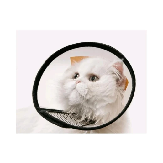 Pets Protective Collar , One Size Pets Protective Collar , One Size