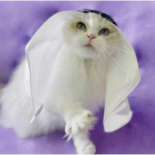 A stylish shemagh and agal for the cat from pets, one size - Pets - Image 2