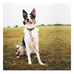 Pets Heavy-Duty Tangle-Free Dog Tie Out Cable,4.76mm