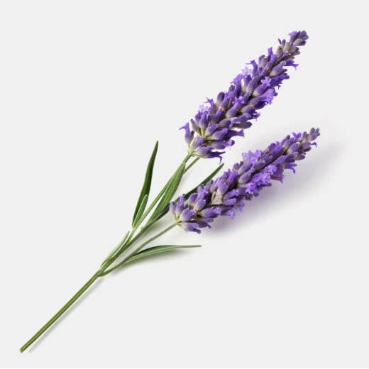 Numeira Dead Sea Lavender Bath Salt 250g - Relaxing & Moisturizing - Numeira - Image 4